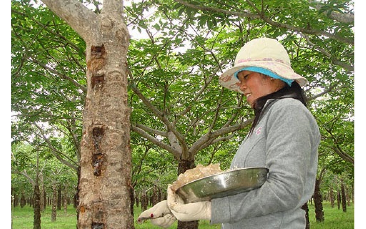 Công Dụng Của Mủ Trôm (Nhựa Trôm)